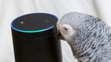 Amazon Alexa utilizzato da un pappagallo per ordinare cibo