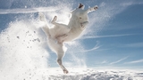 Comedy Pet Photo Awards 2024: le simpatiche fotografie finaliste del concorso sugli animali domestici