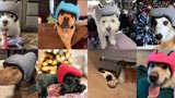 Pawnix sono le bizzarre (ma utili) cuffie noise-cancelling per i cani! Ecco come funzionano
