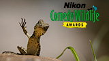 Nikon Comedy Wildlife Awards 2025: ecco i primi scatti degli animali più buffi dell'anno