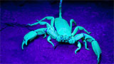 Perché gli scorpioni sono fluorescenti agli UV e potrebbe essere una buona idea comprare la torcia UV in offerta su Amazon